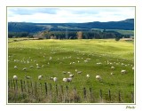 More sheep than people.