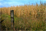 Sweetcorn fields Taranaki.