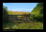 Corn Fields.