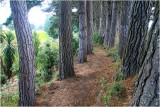 Manaia Woodland Path.