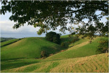 Mahurangi countryside 12.