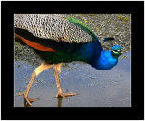 Mr. Peacock.