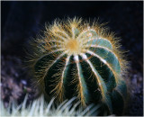 Cactus 4.jpg