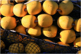 Yellow Bouys 4.jpg