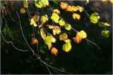 Light and Leaves.jpg