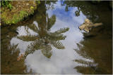 Punga fern reflections 2.jpg