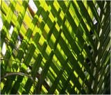 Lattice of ferns.jpg