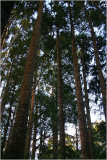 The mighty kauri Trees.jpg