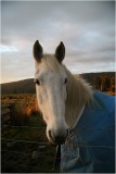 White horse in the late afternoon light.jpg