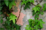 Ivy on Ponsonby.