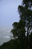 Gale force winds pound the costal trees.