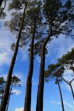 Trees in the park...Manly