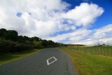 On the road to Te Haruhi Bay Shakespear Reg. Park.