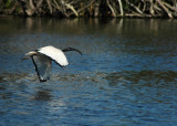 Sacred Ibis