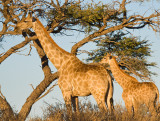 Adult and baby giraffe Etosha NP.jpg