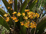 Trichocentrum luridum - a portion of a single spike