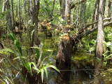 Cypress hammock - Cyrtopodium punctatum plant down low on the cypress knees