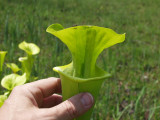 Large pitcher of S. flava var. maxima