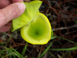 Wheres the handle to flush this one? (S. flava var. maxima)