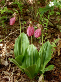 Cypripedium acaule - darker flowers than normal in our neck of the woods