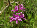 Calopogon tuberosus - many blooming on a single stem