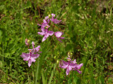 Calopogon tuberosus group