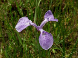 Iris tridentata - inhabits the same wet areas as Sarracenia flava