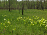 Sarracenia flava and Iris tridentata in a cypress-filled Carolina bay