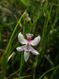 Calopogon pallidus cloaked in morning dew