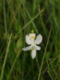 Calopogon pallidus forma alboflora