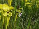 Calopogon pallidus near Sarracenia flava