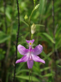 Calopogon tuberosus with suspect C. pallidus parentage - note reflexed sepals