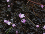 Utricularia purpurea closeup - a small bladderwort living in a wet ditch - flower approx. 1/2 inch wide