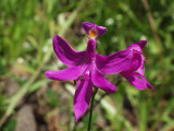 Calopogon tuberosus - probably the deepest magenta Ive ever seen