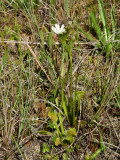 Venus fly-trap - there were quite a few groups of these in bloom