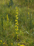 Aletris aurea (Golden Colicroot)