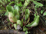 S. purpurea subsp. venosa var. montana at edge of bog