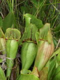 Closeup of previous plant - note length of hairs on hood of pitchers