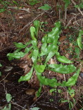 S. purp. subsp. venosa var. montana growing in deep shade - no sign of red color in pitchers