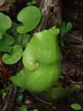 Closeup of a single Sarracenia pitcher