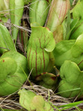 Closeup of previous plant - note red stripes (veins) on pitcher