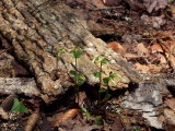 Triphora trianthophora - another group - note plant on left growing through a  hole in the bark