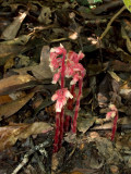 Monotropa hypopithys (pinesap)