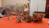 Gisela, the mom with the whole litter, Trine is in the middle