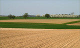 haspengouwKoninksem.jpg