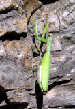 another climber!- praying mantis