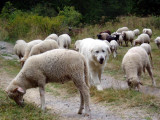 Guard dog staying with sheep in high valley