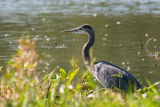 Great Blue Heron (Thanks George for the species correction)