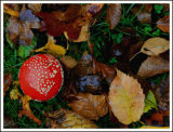 toadstool in my garden.jpg