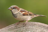 Male House Sparrow